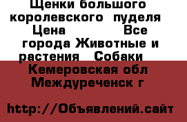 Щенки большого (королевского) пуделя › Цена ­ 25 000 - Все города Животные и растения » Собаки   . Кемеровская обл.,Междуреченск г.